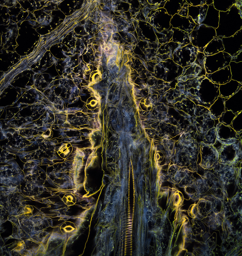 Illustration for article titled 10 Extreme--And Extremely Pretty--Close Ups of Bacteria and Plants